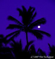 Moonlighted Palm Tree