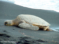 Sea Turtle on Black Sand