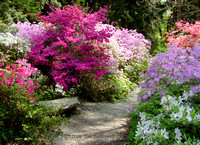 Biltmore Estate Azalea Garden 6