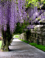 Biltmore Estate Purple Wisteria Vine