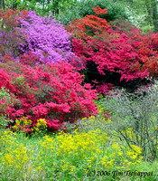 Biltmore Estate Azalea Garden 1