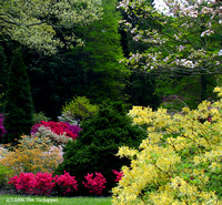 Biltmore Estate Azalea Garden 3