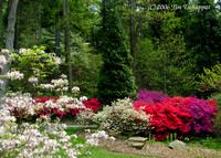 Biltmore Estate Azalea Garden 8