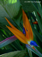 Bird of Paradise