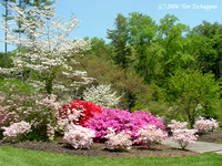 Biltmore Estate Azalea Garden 5 - Tracy's Hiding