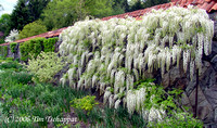 Biltmore Estate White Wisteria Vine