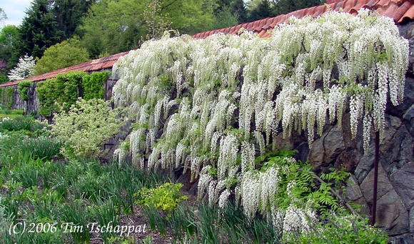 Biltmore Estate White Wisteria Vine