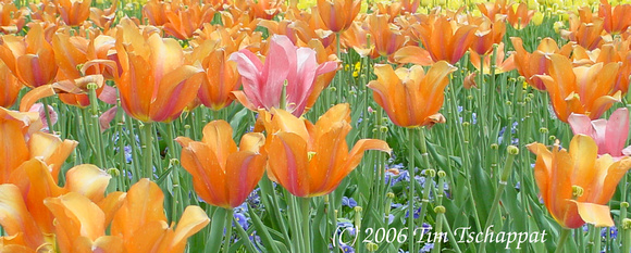 Biltmore Estate Tulip Garden 1