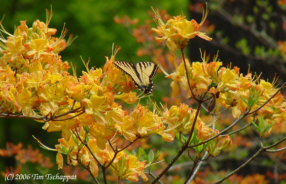 Biltmore Estate - Yellow Butterfly