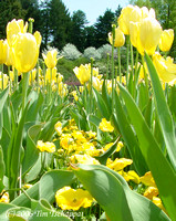 Biltmore Estate Tulip Garden 2