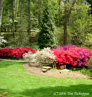 Biltmore Estate Azalea Garden 7