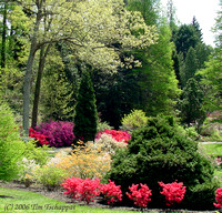 Biltmore Estate Azalea Garden 2