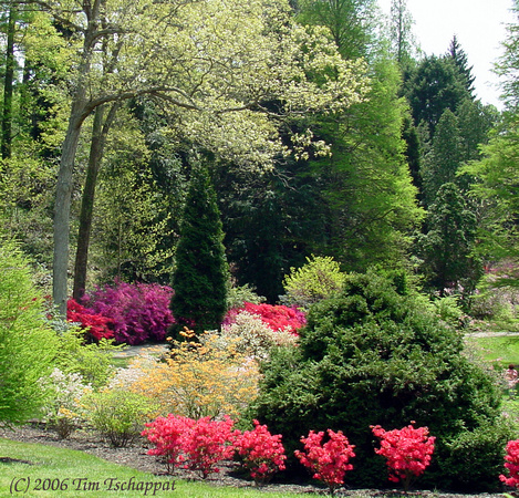 Biltmore Estate Azalea Garden 2