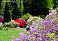 Biltmore Estate Azalea Garden 4