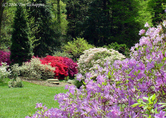 Biltmore Estate Azalea Garden 4