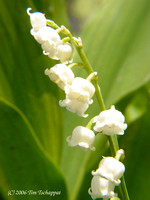 Biltmore Estate - Lily of the Valley